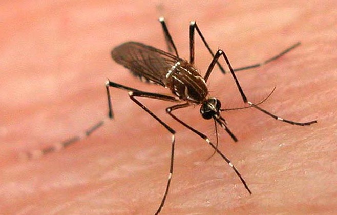 dengue mosquitoes