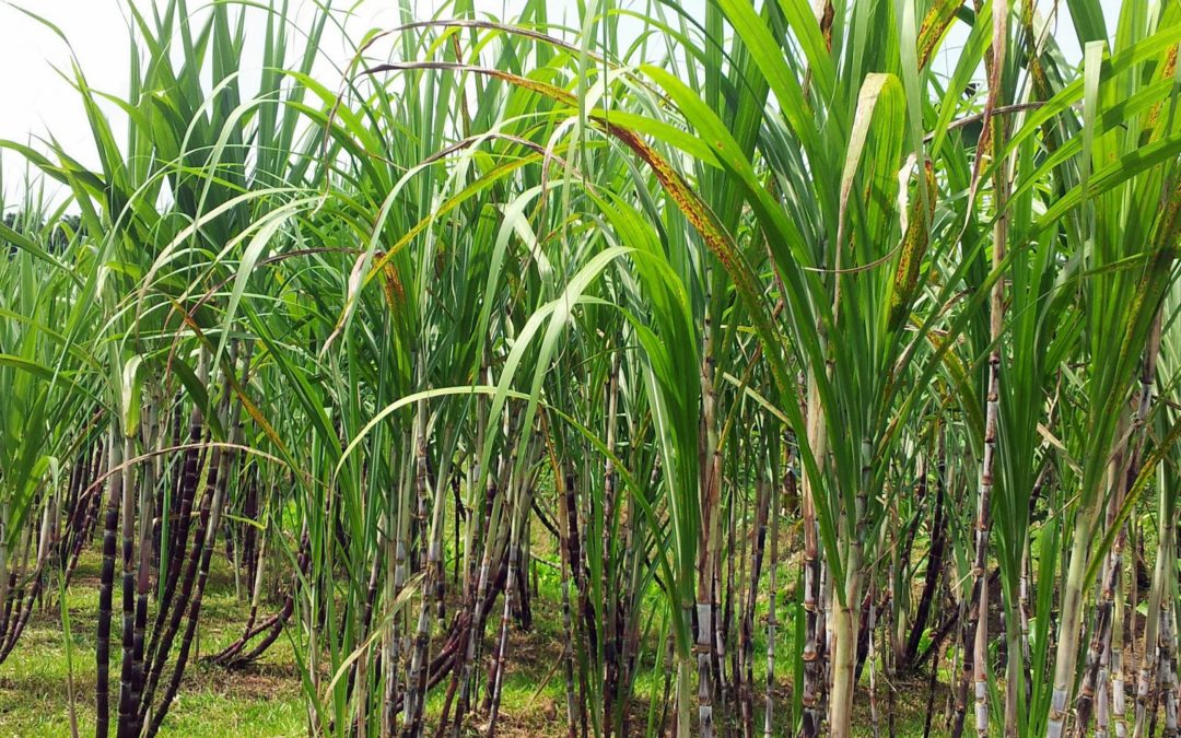 sugar-cane-plant