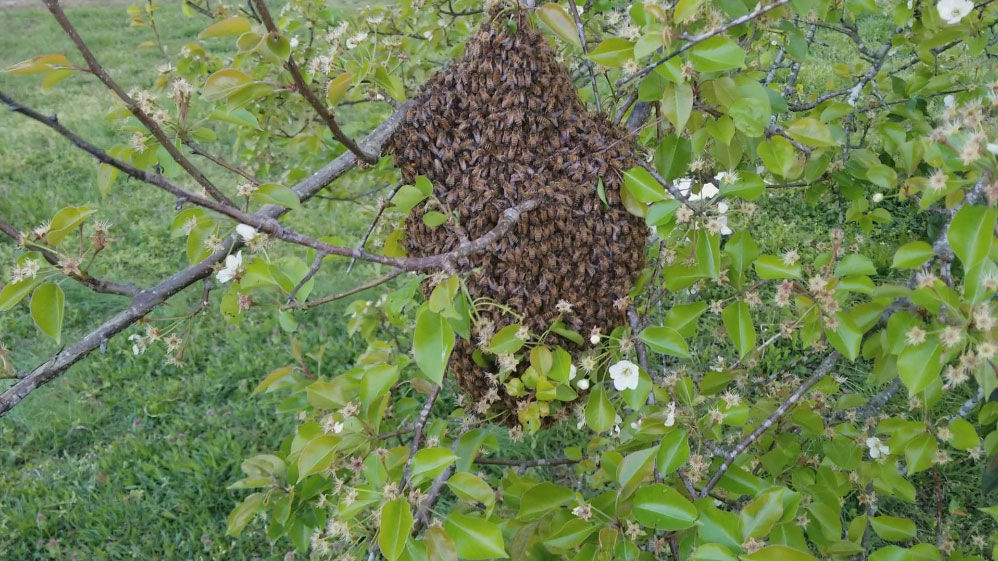 swarm_in_tree