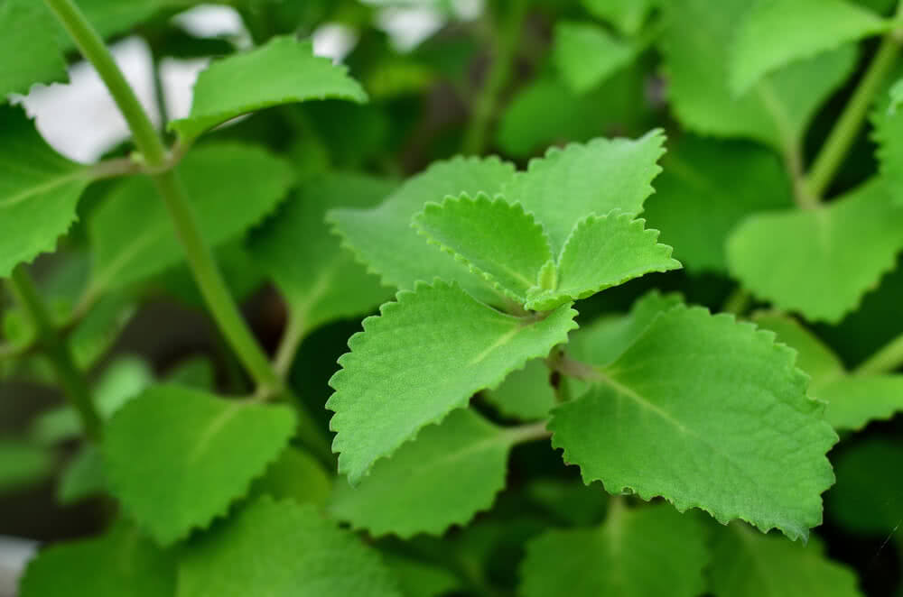 ajwain leafs