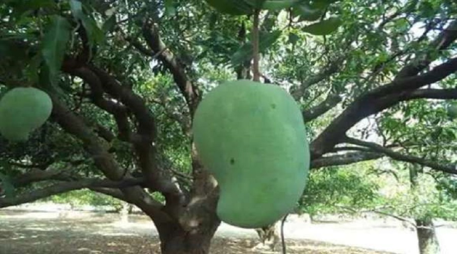 nurjahan mango