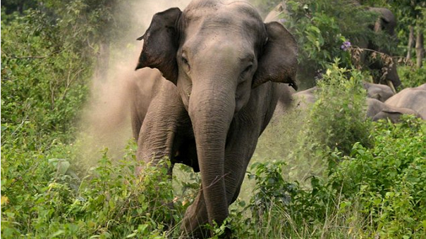 elephant_attack
