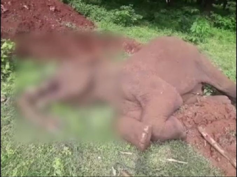 elephant death