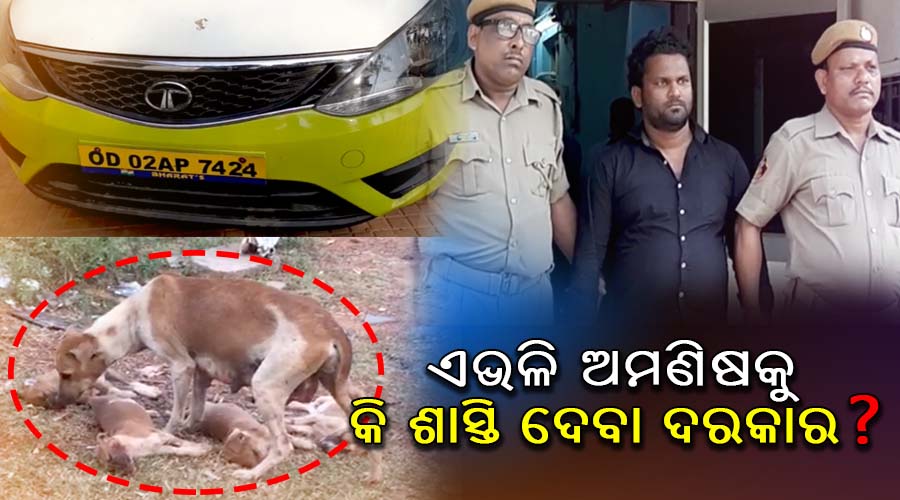 ola driver arrested for accident to 4 puppy