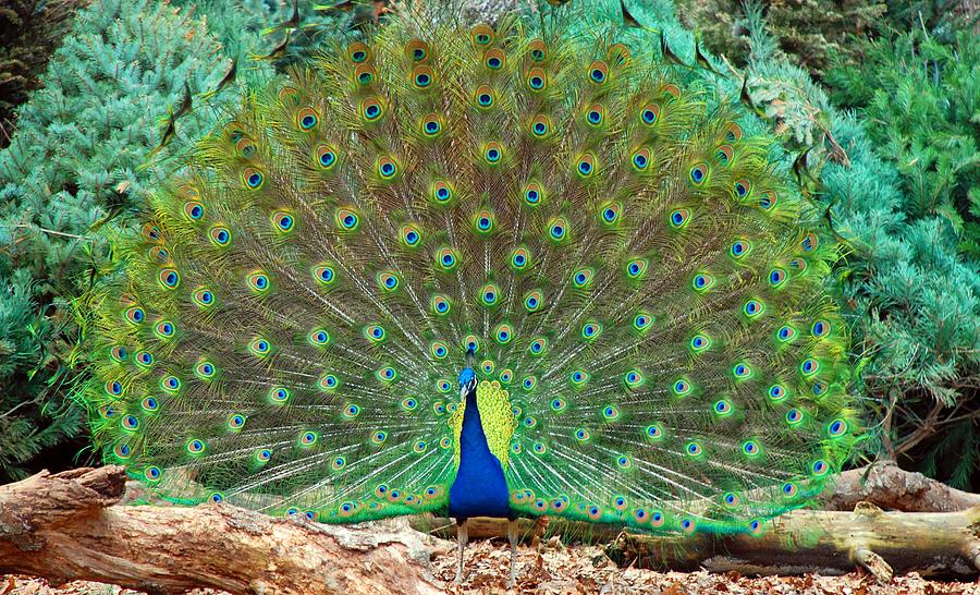 peacock-dance