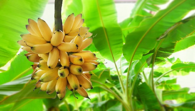banana tree1