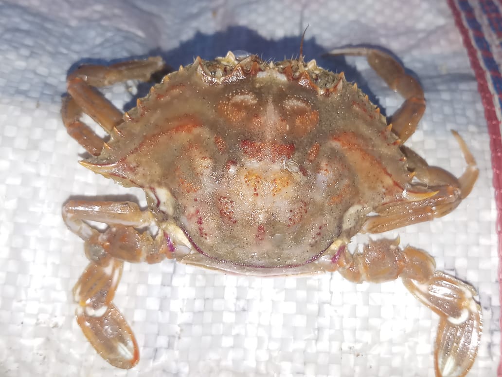 crab puri