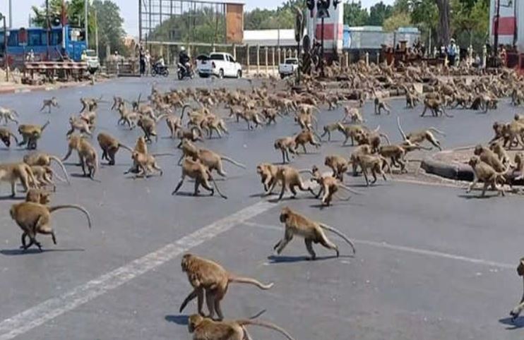 monkey
