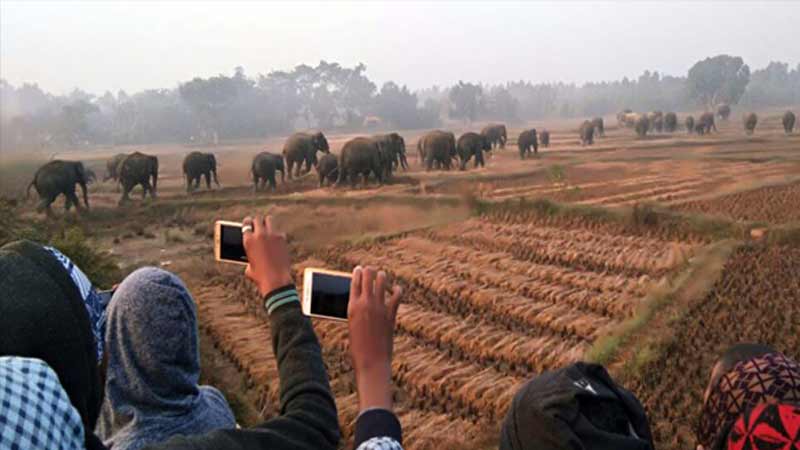Jharkhand elephants
