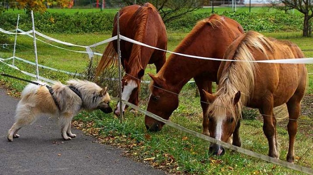 horse dogs