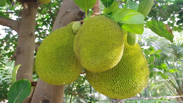 jackfruits