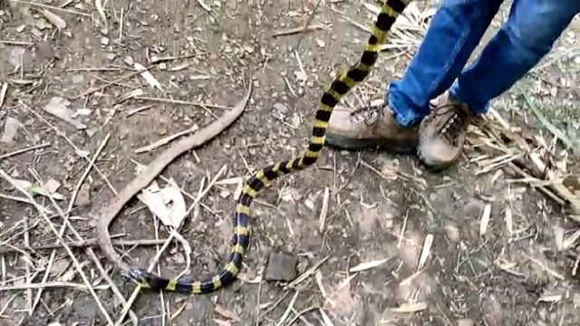 snake rescue