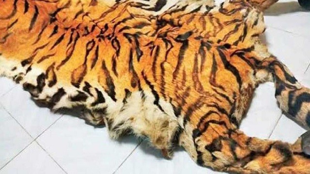 tiger-skin-boudh