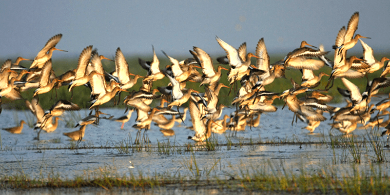 Migratory-Birds