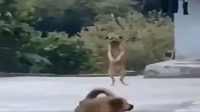 dog dance