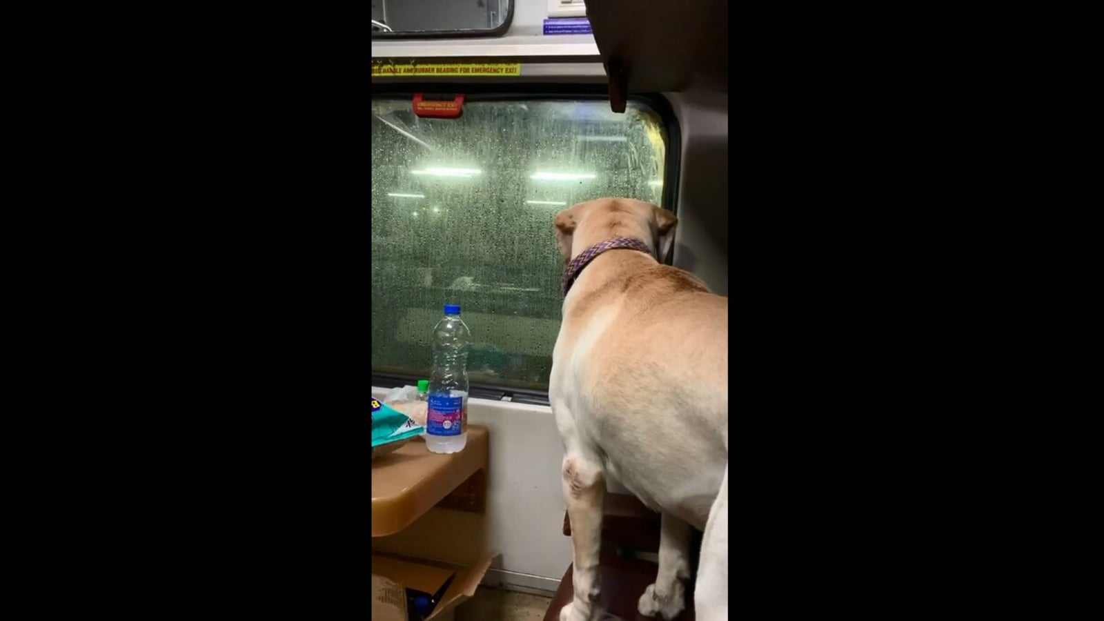 dog's train journey