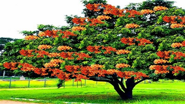ashoka tree