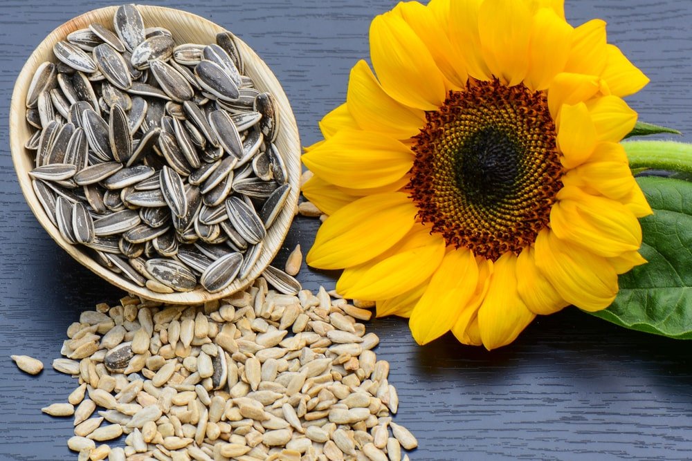 buy-sunflower-seeds