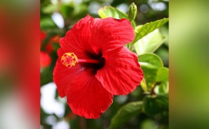 red-hibiscus