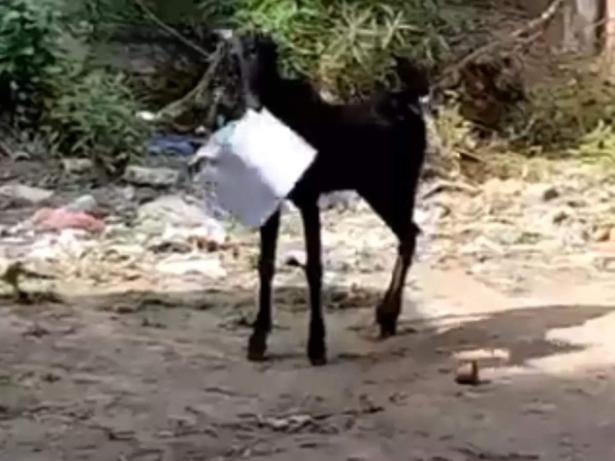 goat keeping file