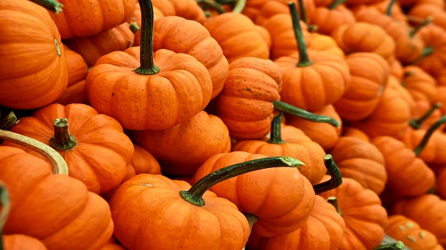  pumpkin