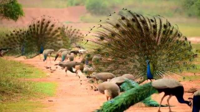 peacock valley cuttack
