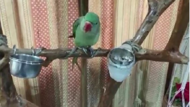 parrot-