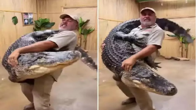 crocodile video