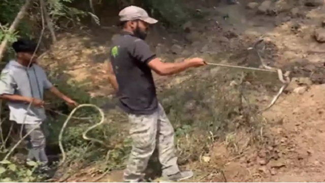 snake rescue