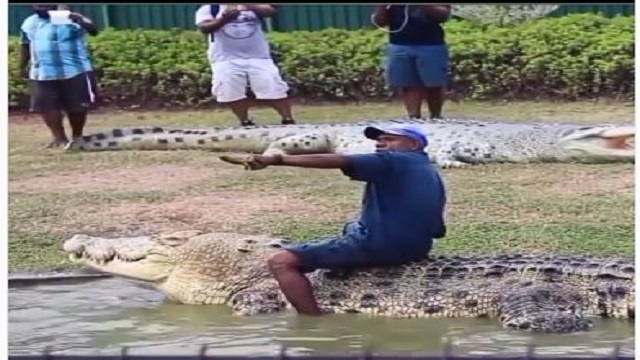 crocodile 1