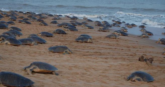 olive ridley