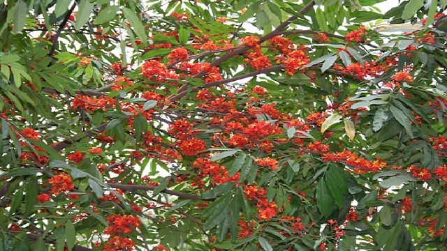 ashok plant