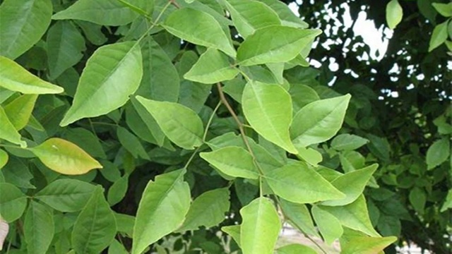 bilwa tree