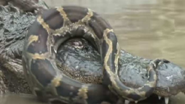 python video