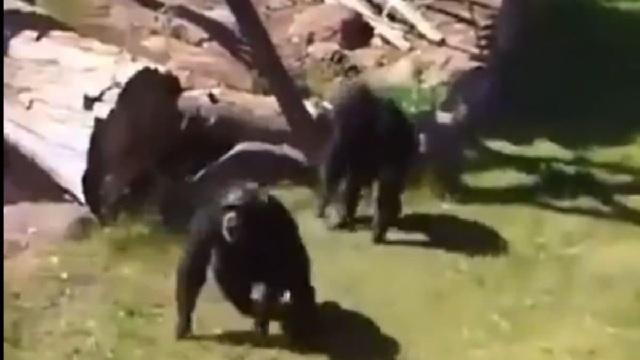 chimpazee