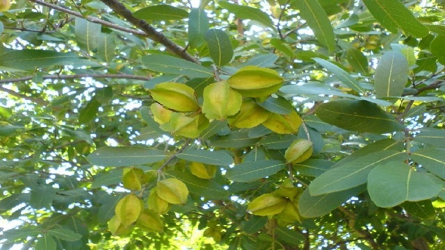 Arjun fruit