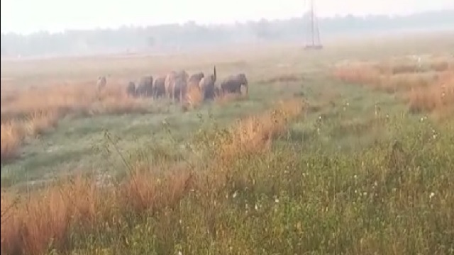 elephants in cuttack