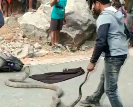 snake rescued