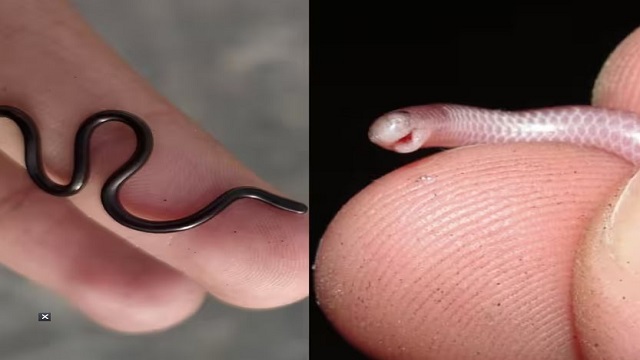 small snake