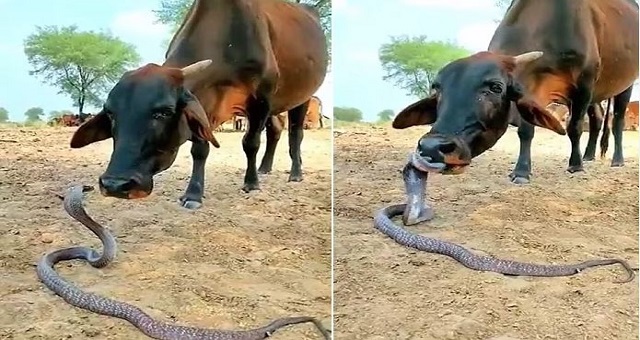 conw snake friendship