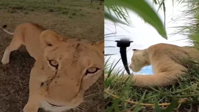 lion steal camera