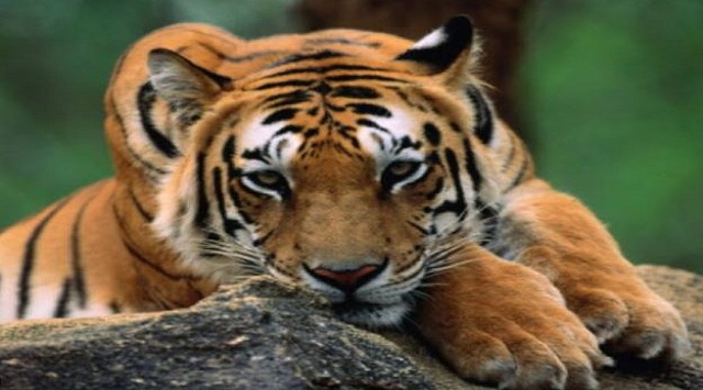 tiger 1